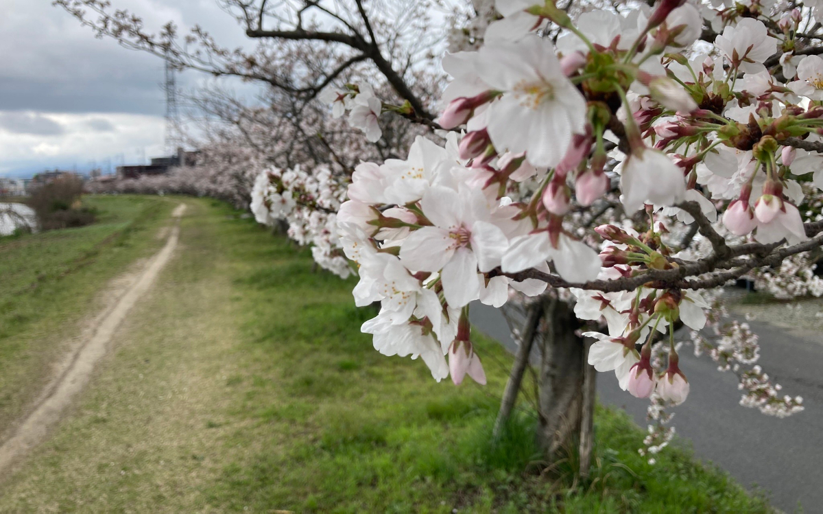 Cherry blossoms blooming